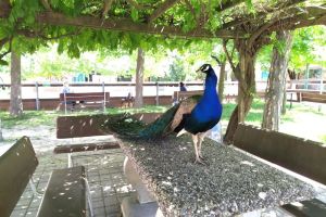 066 EMO diego tavolo.jpg