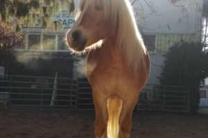 082 EMO nilo ex ciccio.jpg