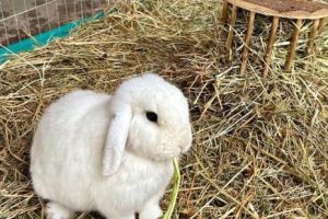 giornata coniglia.jpg