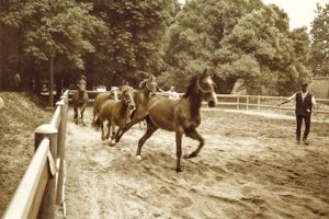 018 VN 2 a corrono v.jpg