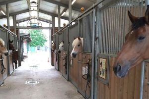 080 EMO scuderia n.jpg