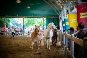 018 VN 2 b corrono n.jpg