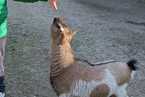 teo carota 1.jpg