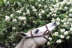 068 EMO Giove fiori1.jpg