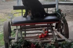 giornata cane calesse.jpg