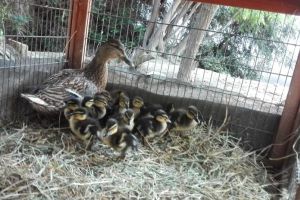 075 EMO pulcini pollaio.jpg