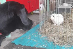 giornata cane coniglio.jpg