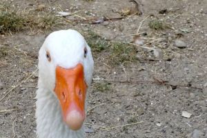 071 EMO oca primo piano.JPG