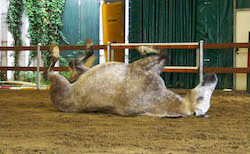 Uno studio sul benessere dei nostri cavalli