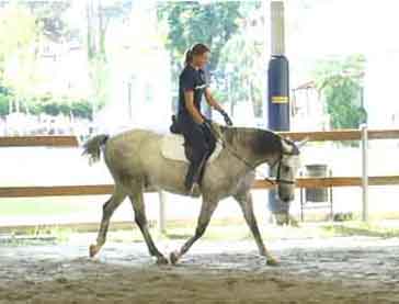 Linee guida per l'addestramento del cavallo da riabilitazione equestre
