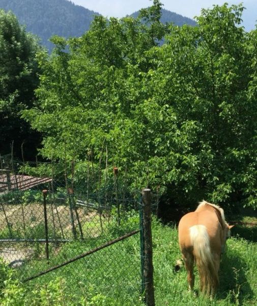 Thelma sull'Adamello